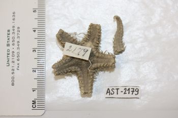 Media type: image;   Invertebrate Zoology AST-2179 Description: Preserved specimen.;